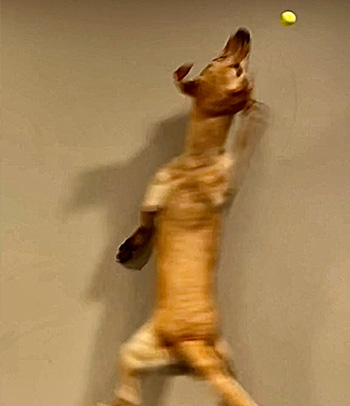 Sandy Point Dental | Oral Exams, Emergency Treatment and VELscope reg  Cancer Screening